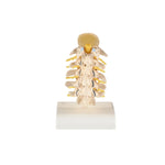 Anatomical Spine Model (Packaging - Each)