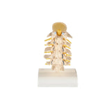 Anatomical Spine Model (Packaging - Each)