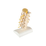 Anatomical Spine Model (Packaging - Each)