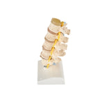Anatomical Spine Model (Packaging - Each)