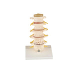 Anatomical Spine Model (Packaging - Each)