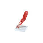 Anatomical Joint Models (Packaging - Each)