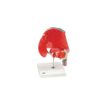 Anatomical Joint Models (Packaging - Each)