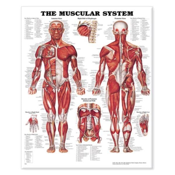 Wolters Kluwer Health Inc The Muscular System 20x26" Anatomical Chart Ea - 9781975180225