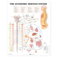 Wolters Kluwer Health Inc The Autonomic Nervous System 20x26" Anatomical Chart EA - 9781587790010
