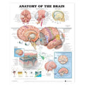 Wolters Kluwer Health Inc Anatomy of The Brain 20x26" Anatomical Chart EA - 9781587790898