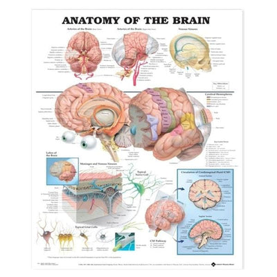 Wolters Kluwer Health Inc Anatomy of The Brain 20x26" Anatomical Chart EA - 9781587790898