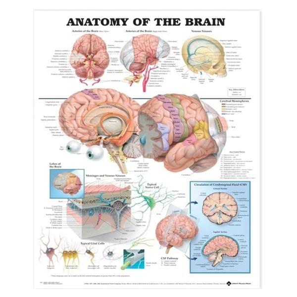 Wolters Kluwer Health Inc Anatomy of The Brain 20x26" Anatomical Chart EA - 9781587790898