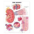 Wolters Kluwer Health Inc The Kidney 20x26" Anatomical Chart EA - 9781587791710