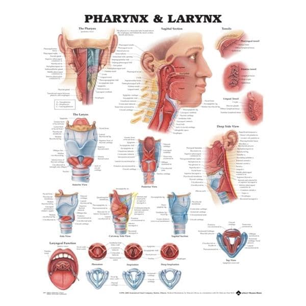 Wolters Kluwer Health Inc Pharynx and Larynx 20x26" Anatomical Chart Ea - 9781587791802