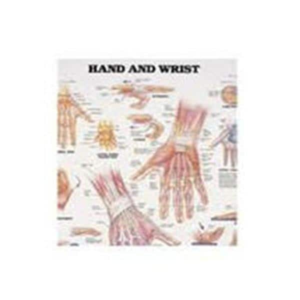 Patterson Med(Sammons Preston) Hand And Wrist 20x26" Anatomical Chart Ea - 928197