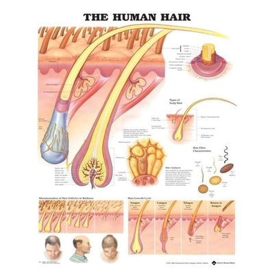 Wolters Kluwer Health Inc The Human Hair 20x26" Anatomical Chart Ea - 9781587791635