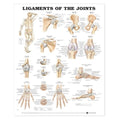 Wolters Kluwer Health Inc Ligaments of the Joints 20x26" Anatomical Chart Ea - 9781587794674