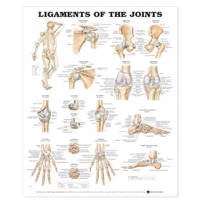 Wolters Kluwer Health Inc Ligaments of the Joints 20x26" Anatomical Chart Ea - 9781587794674
