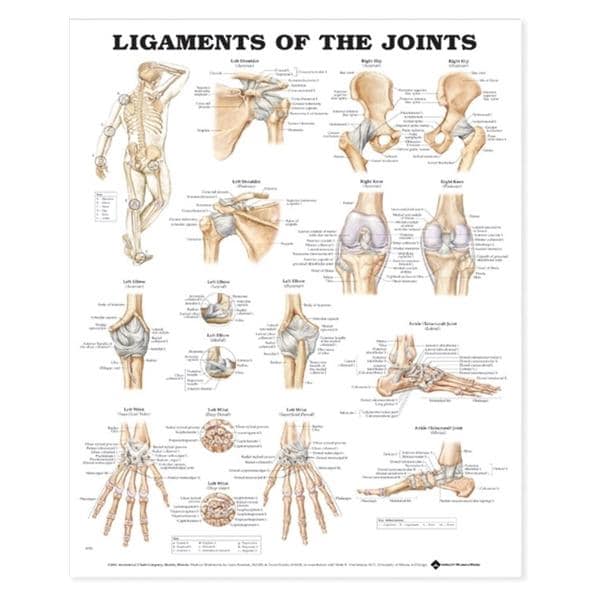 Wolters Kluwer Health Inc Ligaments of the Joints 20x26" Anatomical Chart Ea - 9781587794674