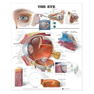 Wolters Kluwer Health Inc Eye Anatomical Chart Ea - 9781587791260