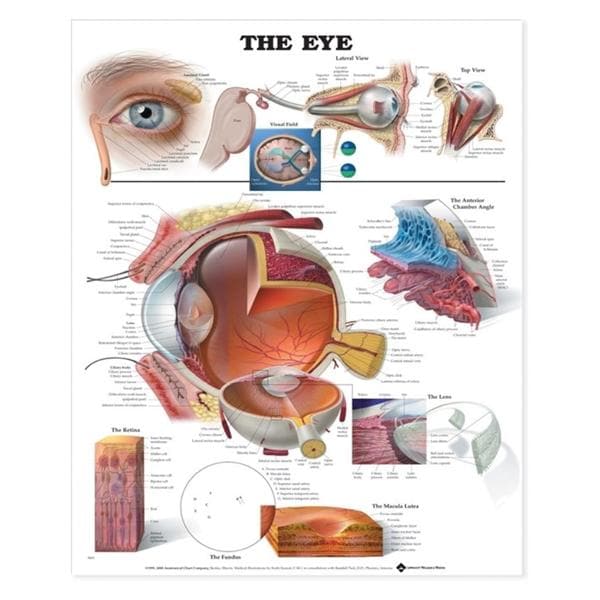 Wolters Kluwer Health Inc Eye Anatomical Chart Ea - 9781587791260