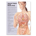 Wolters Kluwer Health Inc  Internal Organs Of The Human Body 20x26" Anatomical Poster Ea  - 9781587798290