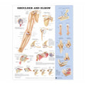 Wolters Kluwer Health Inc Shoulder And Elbow 20x26" Anatomical Chart Ea - 9781587797552