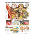 Wolters Kluwer Health Inc Ear: Organs of Hearing and Balance 20x26" Anatomical Chart Ea - 9781587791215
