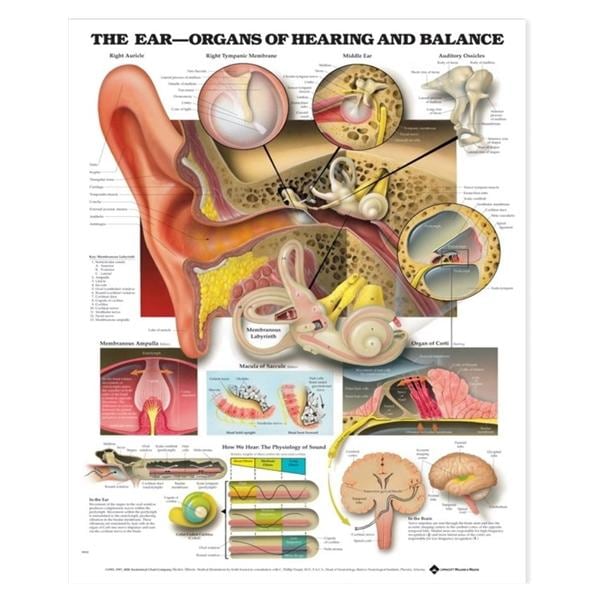 Wolters Kluwer Health Inc Ear: Organs of Hearing and Balance 20x26" Anatomical Chart Ea - 9781587791215