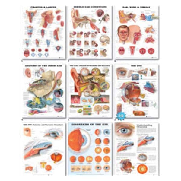 Wolters Kluwer Health Inc Knee Injuries 20x26" Educational Chart Ea - 9781587797576