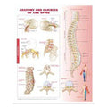 Lippincott Williams @ Wilkins Anatomy and Injuries of the Spine 20x26" Anatomical Chart Ea - 9780781786676