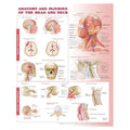 Wolters Kluwer Health Inc Anatomy and Injuries of the Head and Neck 20x26" Anatomical Chart Ea - 9780781786713