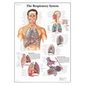 Nasco Healthcare, Inc 3B Scientific Cholesterol 20x26" Anatomical Chart Ea - SB41463