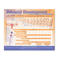 Wolters Kluwer Health Inc Prenatal Development 20x26" Anatomical Chart Ea - 9780781782265