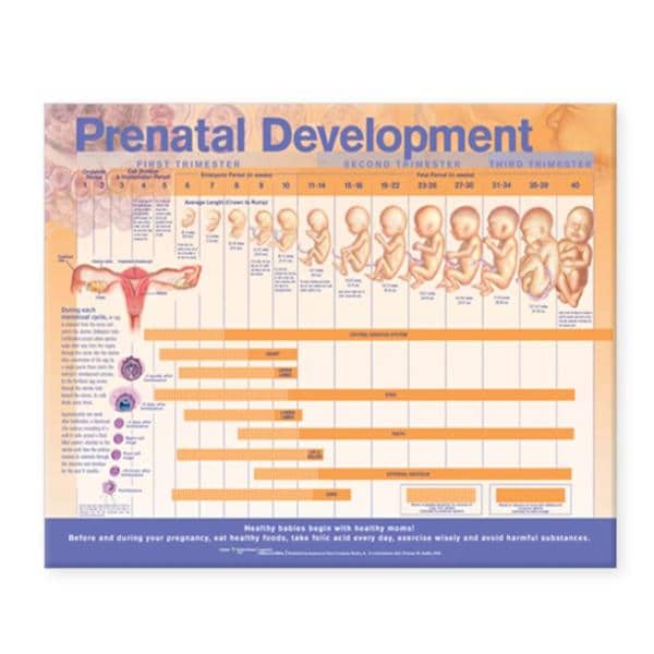 Wolters Kluwer Health Inc Prenatal Development 20x26" Anatomical Chart Ea - 9780781782265