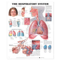 Wolters Kluwer Health Inc Respiratory System 20x26" Anatomical Chart Ea - 9781587790546