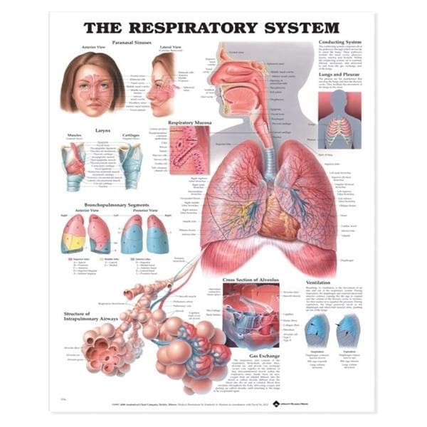 Wolters Kluwer Health Inc Respiratory System 20x26" Anatomical Chart Ea - 9781587790546