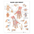 Wolters Kluwer Health Inc Hand And Wrist 20x26" Anatomical Chart Ea - 9781587791437