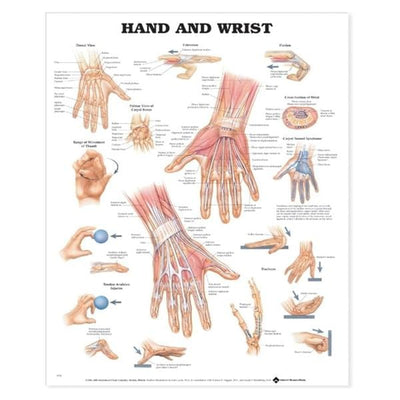 Wolters Kluwer Health Inc Hand And Wrist 20x26" Anatomical Chart Ea - 9781587791437