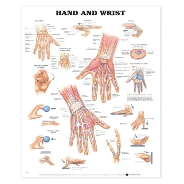 Wolters Kluwer Health Inc Hand And Wrist 20x26" Anatomical Chart Ea - 9781587791437
