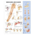 Wolters Kluwer Health Inc Shoulder And Elbow 20x26" Anatomical Chart Ea - 9781587797545