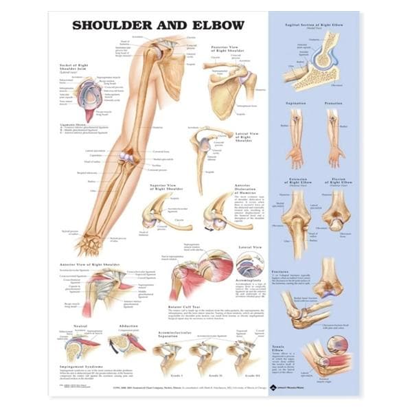 Wolters Kluwer Health Inc Shoulder And Elbow 20x26" Anatomical Chart Ea - 9781587797545