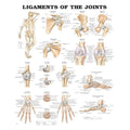 Wolters Kluwer Health Inc  Ligaments of the Joints 20x26" Anatomical Chart Ea - 9781587794667