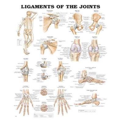 Wolters Kluwer Health Inc  Ligaments of the Joints 20x26" Anatomical Chart Ea - 9781587794667
