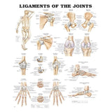 Wolters Kluwer Health Inc  Ligaments of the Joints 20x26" Anatomical Chart Ea - 9781587794667
