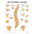 Wolters Kluwer Health Inc The Vertebral Column 20x26" Anatomical Chart Ea - 9781587792113
