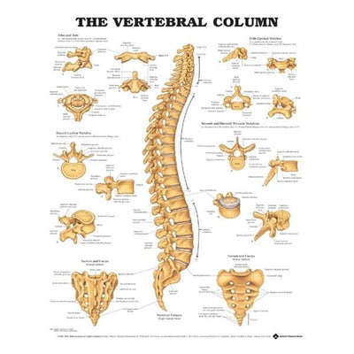 Wolters Kluwer Health Inc The Vertebral Column 20x26" Anatomical Chart Ea - 9781587792113