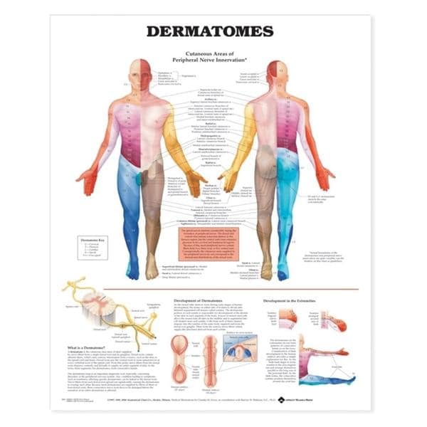 Wolters Kluwer Health Inc Dermatomes 20x26" Anatomical Chart Ea - 9781587791123