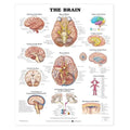 Wolters Kluwer Health Inc Brain 20x26" Anatomical Chart Ea - 9781587791062