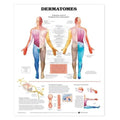 Wolters Kluwer Health Inc Dermatomes 20x26" Anatomical Chart Ea - 9781587791116