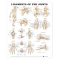 Wolters Kluwer Health Inc Ligaments of the Joints 20x26" Anatomical Chart Ea - 9781587797101