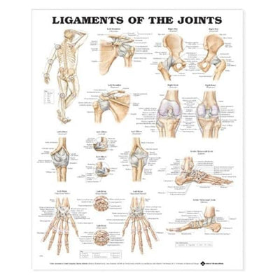 Wolters Kluwer Health Inc Ligaments of the Joints 20x26" Anatomical Chart Ea - 9781587797101