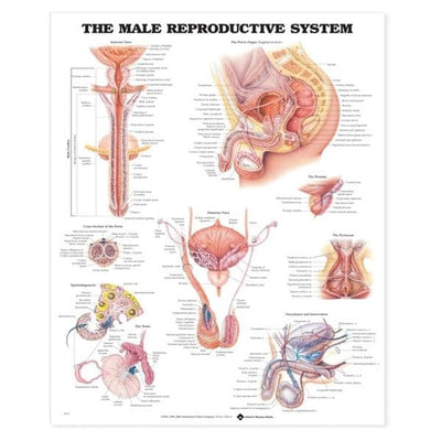Wolters Kluwer Health Inc The Male Reproductive 20x26" Anatomical Chart EA - 9781587790300
