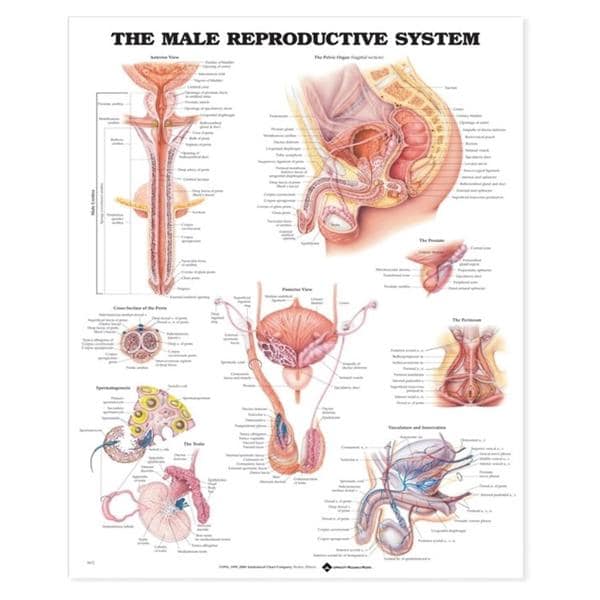Wolters Kluwer Health Inc The Male Reproductive 20x26" Anatomical Chart EA - 9781587790300